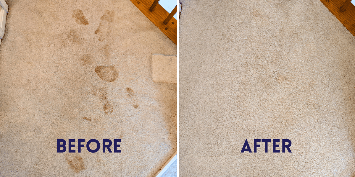 pet stain removal before and after