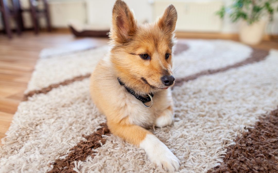 Say goodbye to pet stains and hello to a fresh rug.