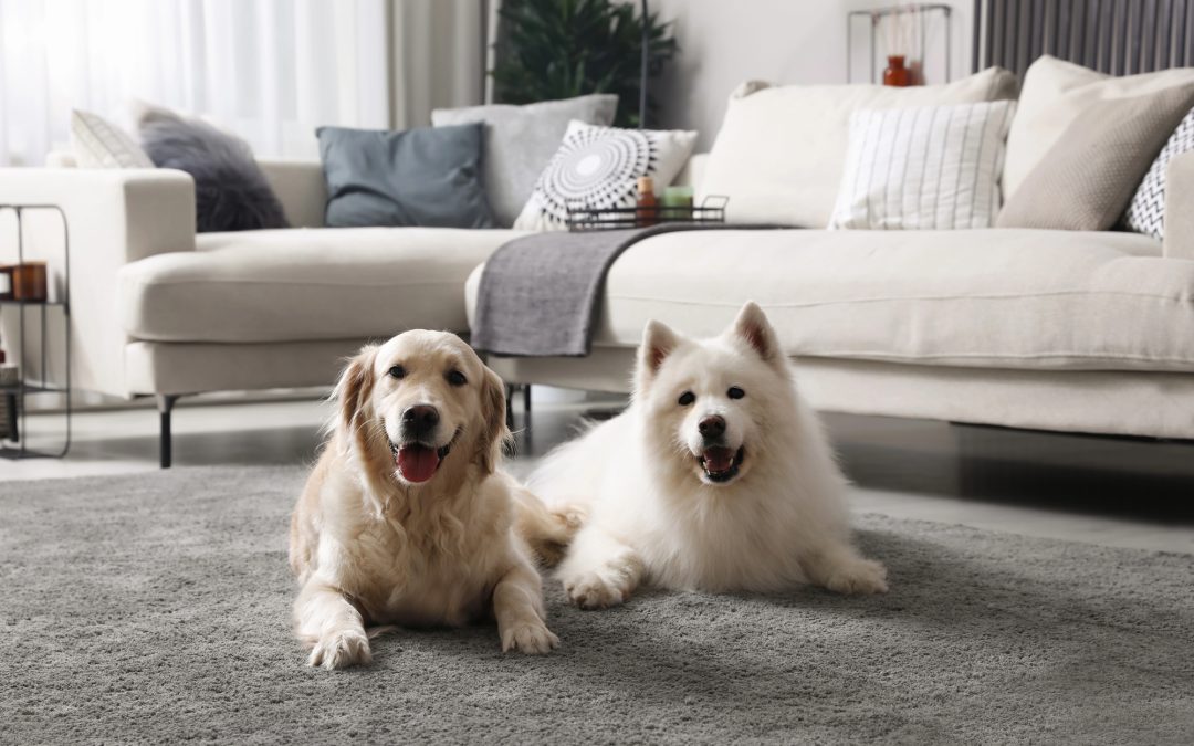 Pets and rugs can coexist!