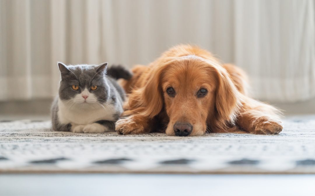 Did your pet have an accident?