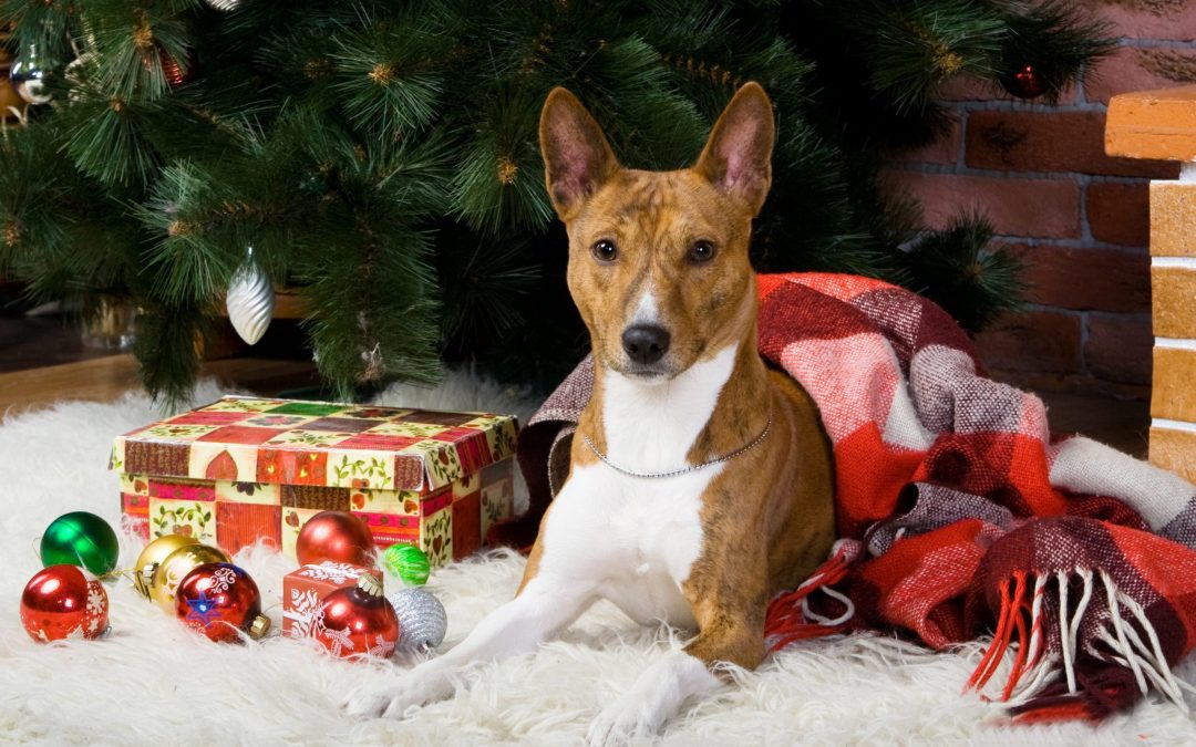 Prepare for the Holidays with Clean Rugs and Ayoub’s Expert Care