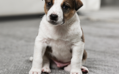 Does Dog Urine Smell Really Come Out of an Oriental Rug After Professional Cleaning?